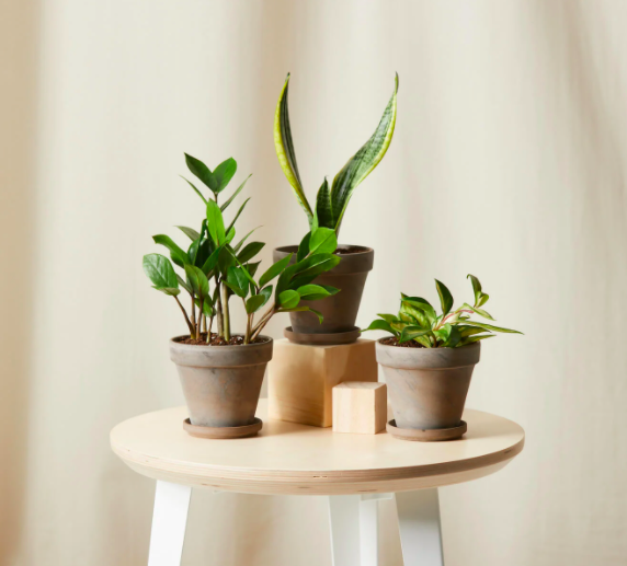 three pots with plants 