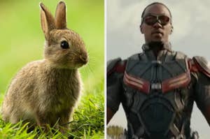 A rabbit is on the left with The Falcon on the right