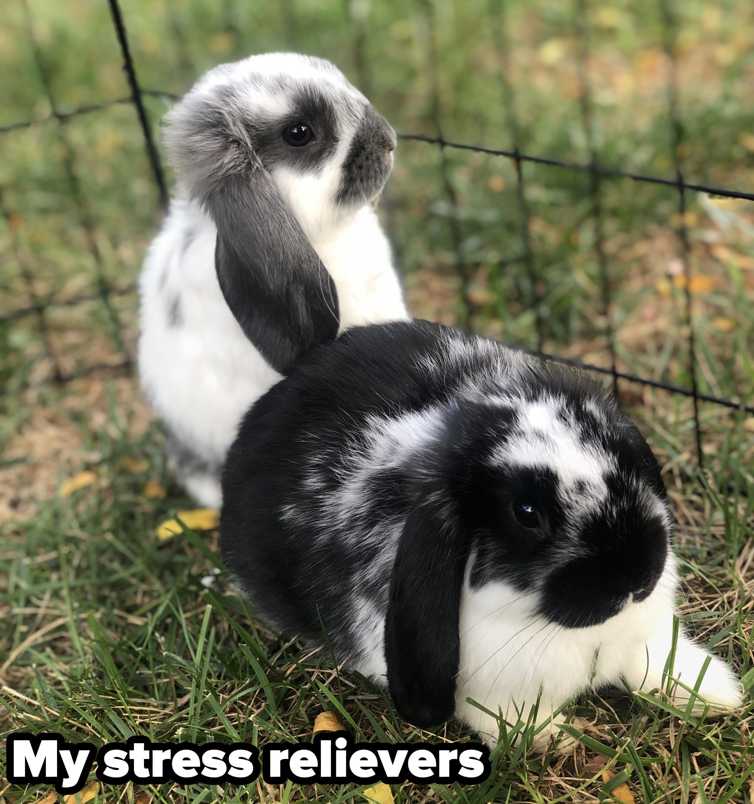 Two bunnies in the grass with the caption &quot;My stress relievers&quot;