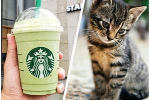 Starbucks blended drink and kitten