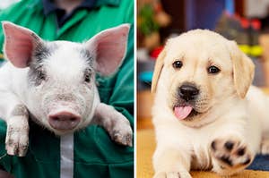 https www buzzfeed com animals