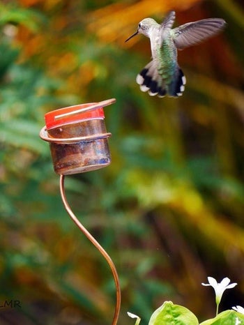 aa hummingbird flying towards the feeder sticking out of a flower pot 