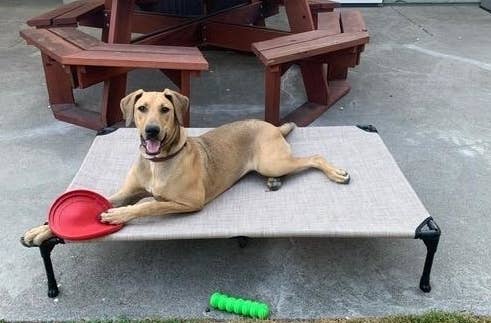 a review photo of a raised bed with a dog laying on top 