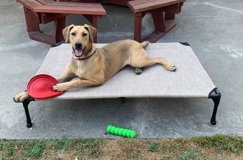 a reviewer photo of raised bed with dog laying on top 