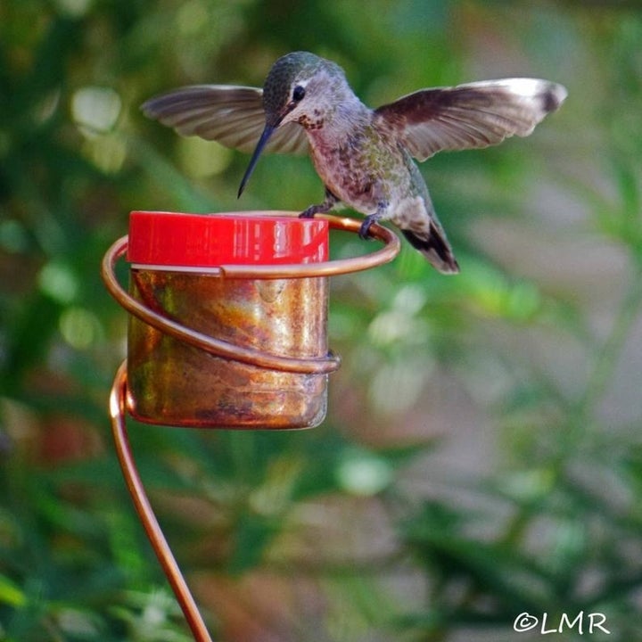 a closeup of the copper hummingbird feeder with a bird perched on the side