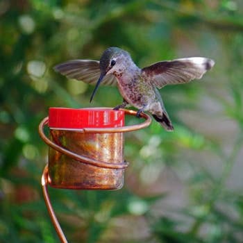 a closeup of the copper hummingbird feeder with a bird perched on the side