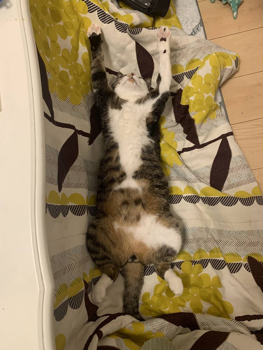 おい 人間 何してる ショック顔を飼い主に向けるネッコ その理由ってなに