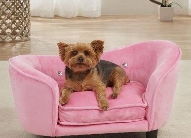 A dog on the pink sofa