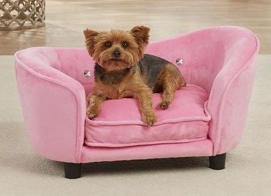 A dog on the pink sofa