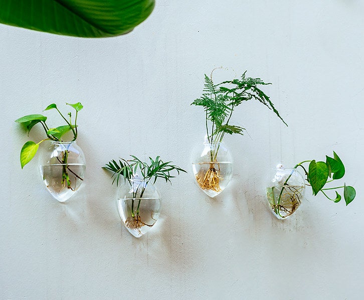 four vases with plants and water in each, mounted on a wall
