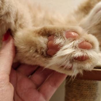The same cat's paws looking smooth and moisturized