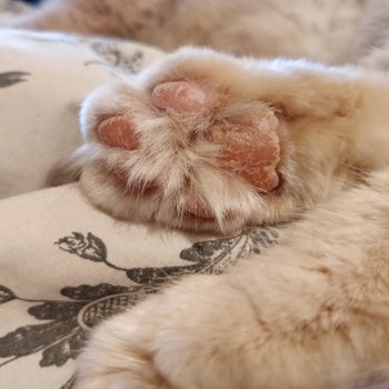 Cat's paw pads that are dry and cracked