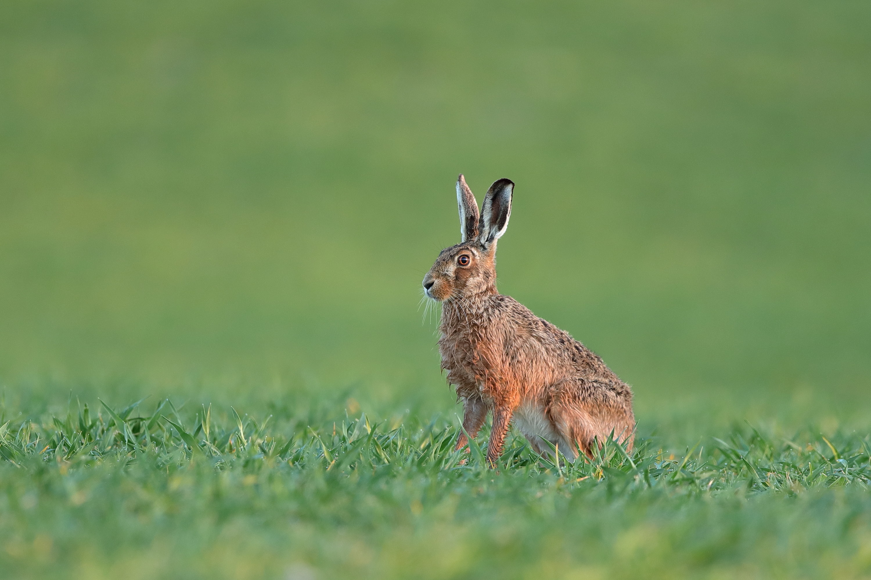 A rabbit standing in the grass