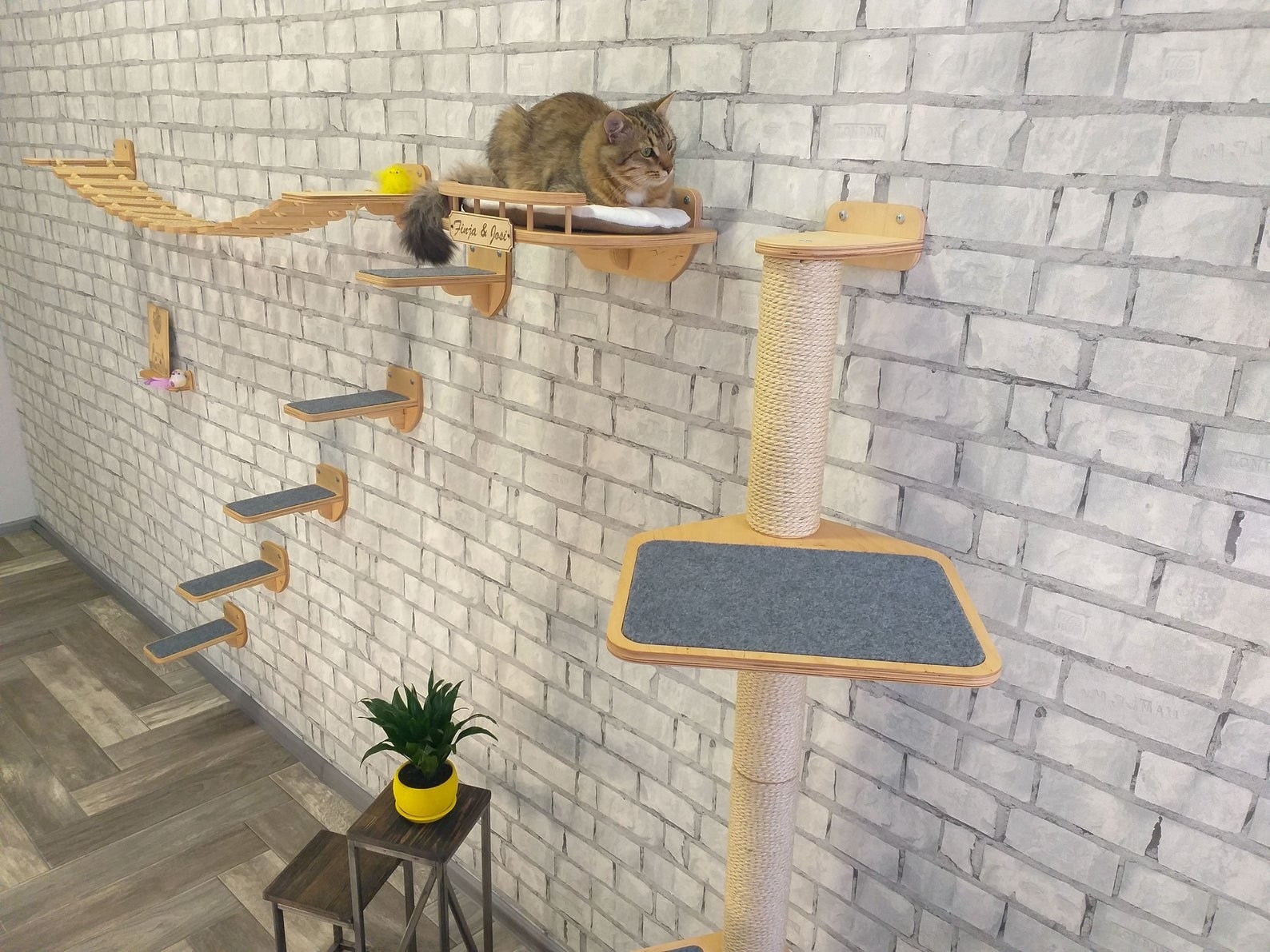 the cat climbing the stairs on the wall 
