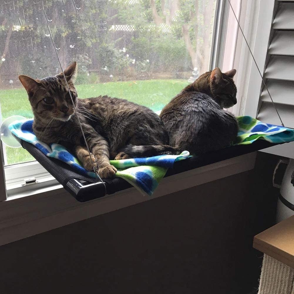 Two kittens on the hammock