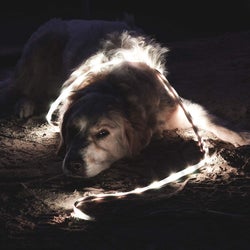 A dog covered in the lights at night time
