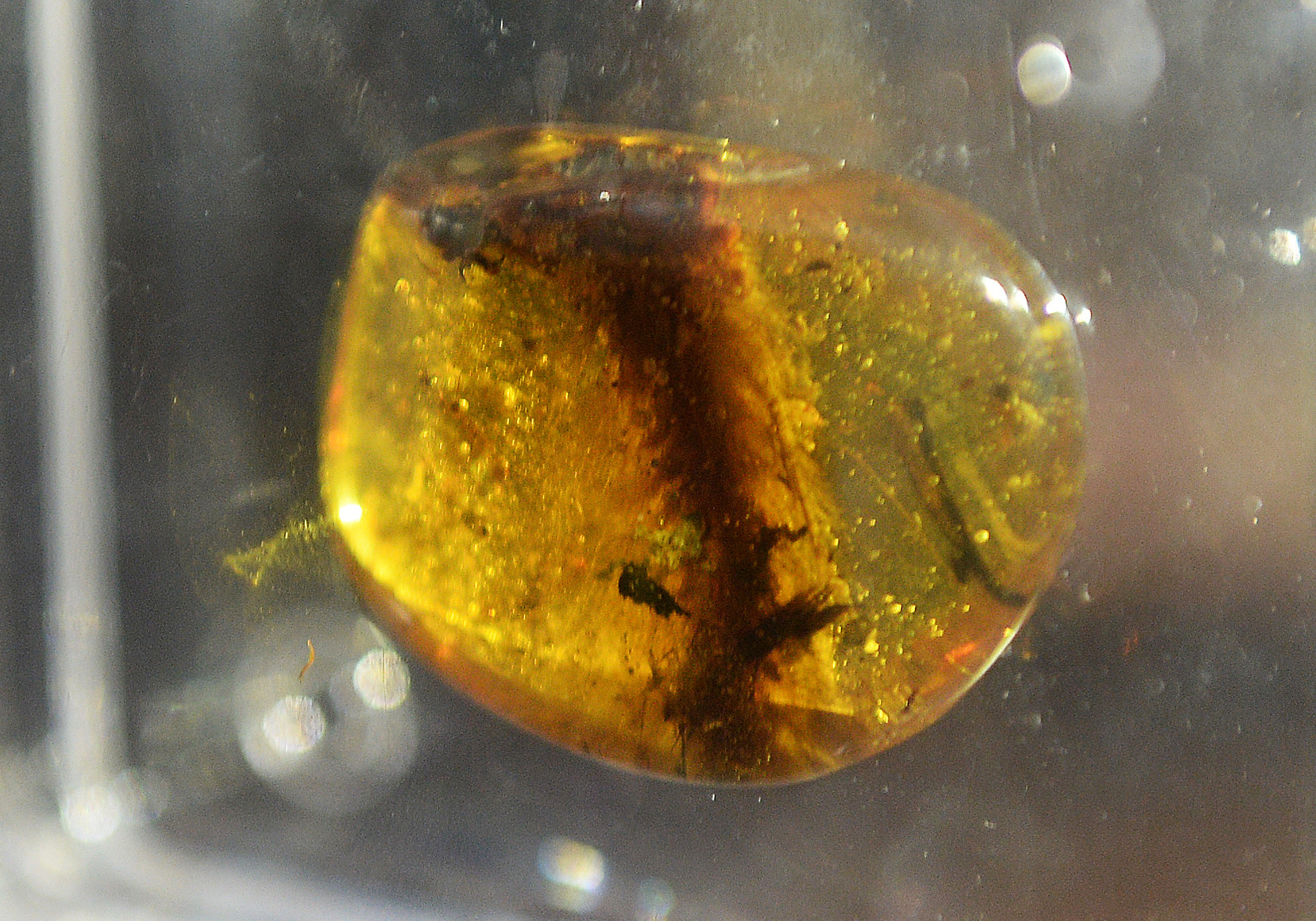 A piece of amber with a dinosaur tail inside