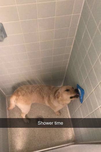 retriever in the shower licking cream cheese off the mat