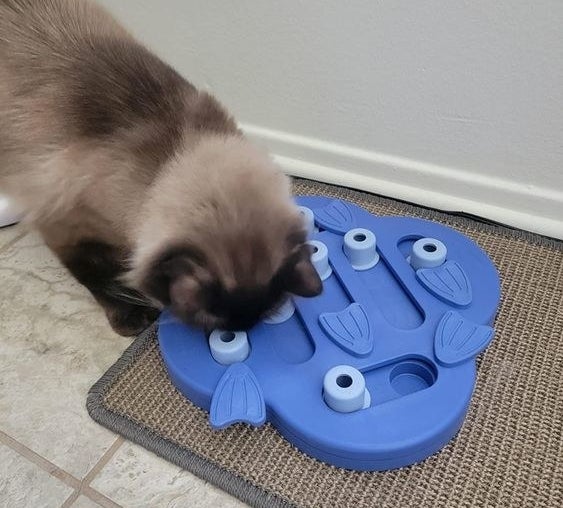 Reviewer&#x27;s cat playing with the toy
