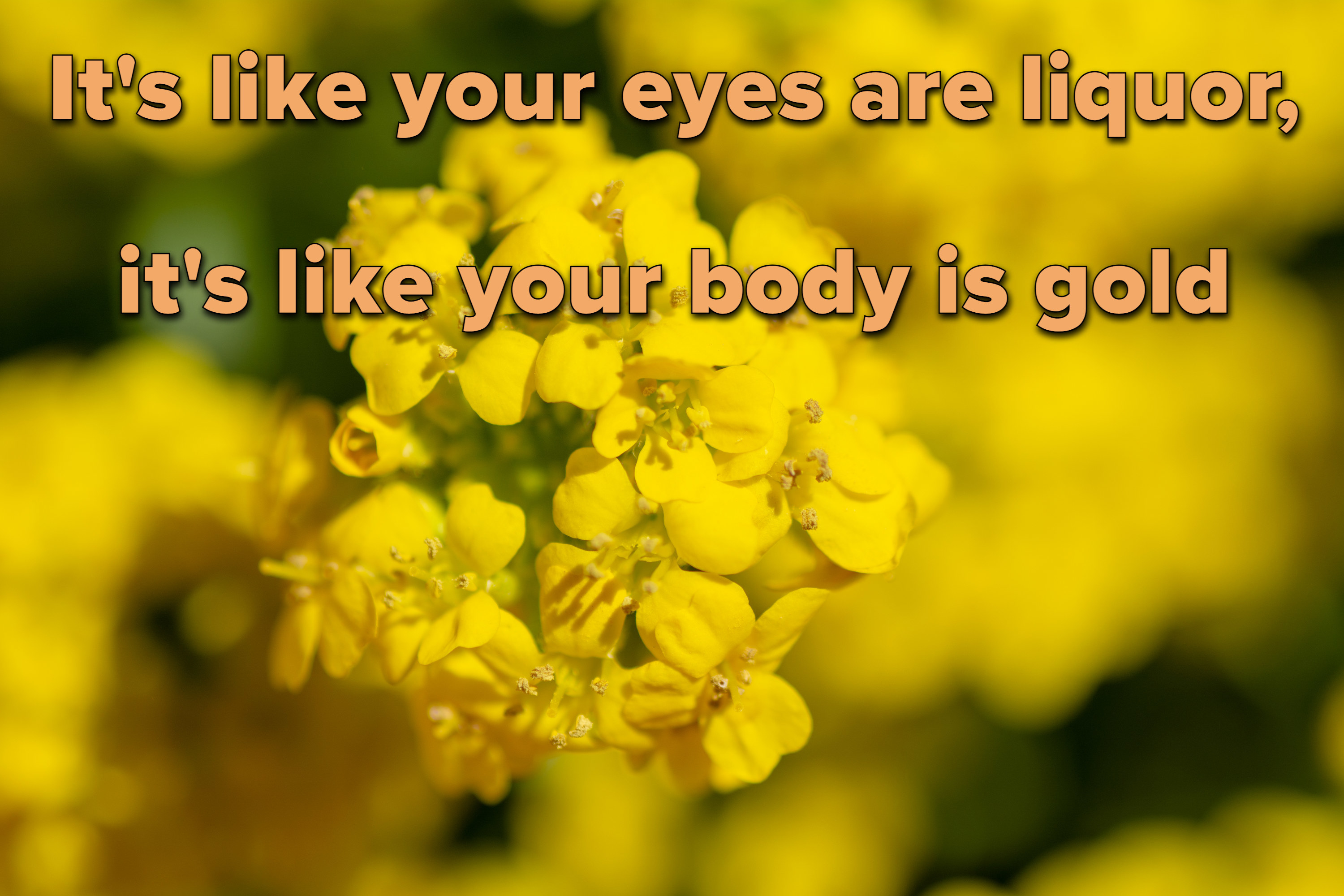 Photo of yellow flowers with lyrics from &quot;End Game&quot; by Taylor Swift in text