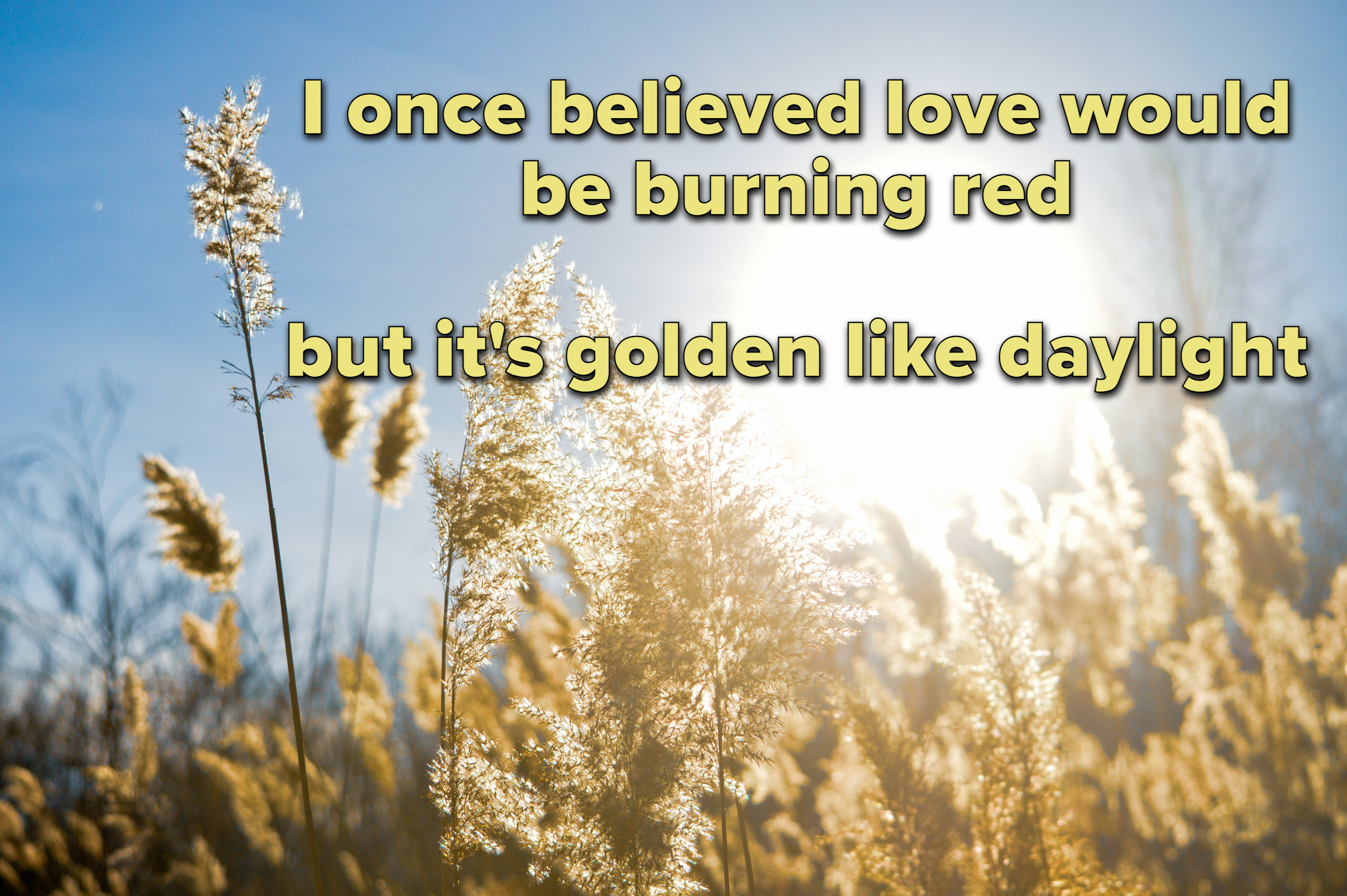 Photo of a wheat field with lyrics from &quot;Daylight&quot; by Taylor Swift on top