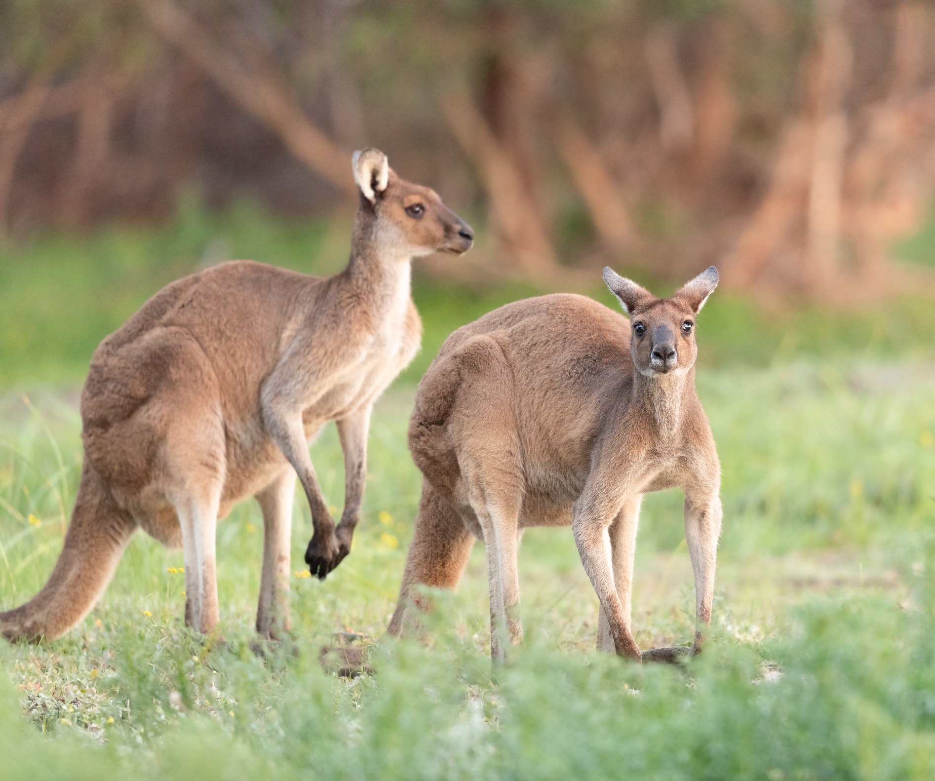 Pair of kangaroos in the wild