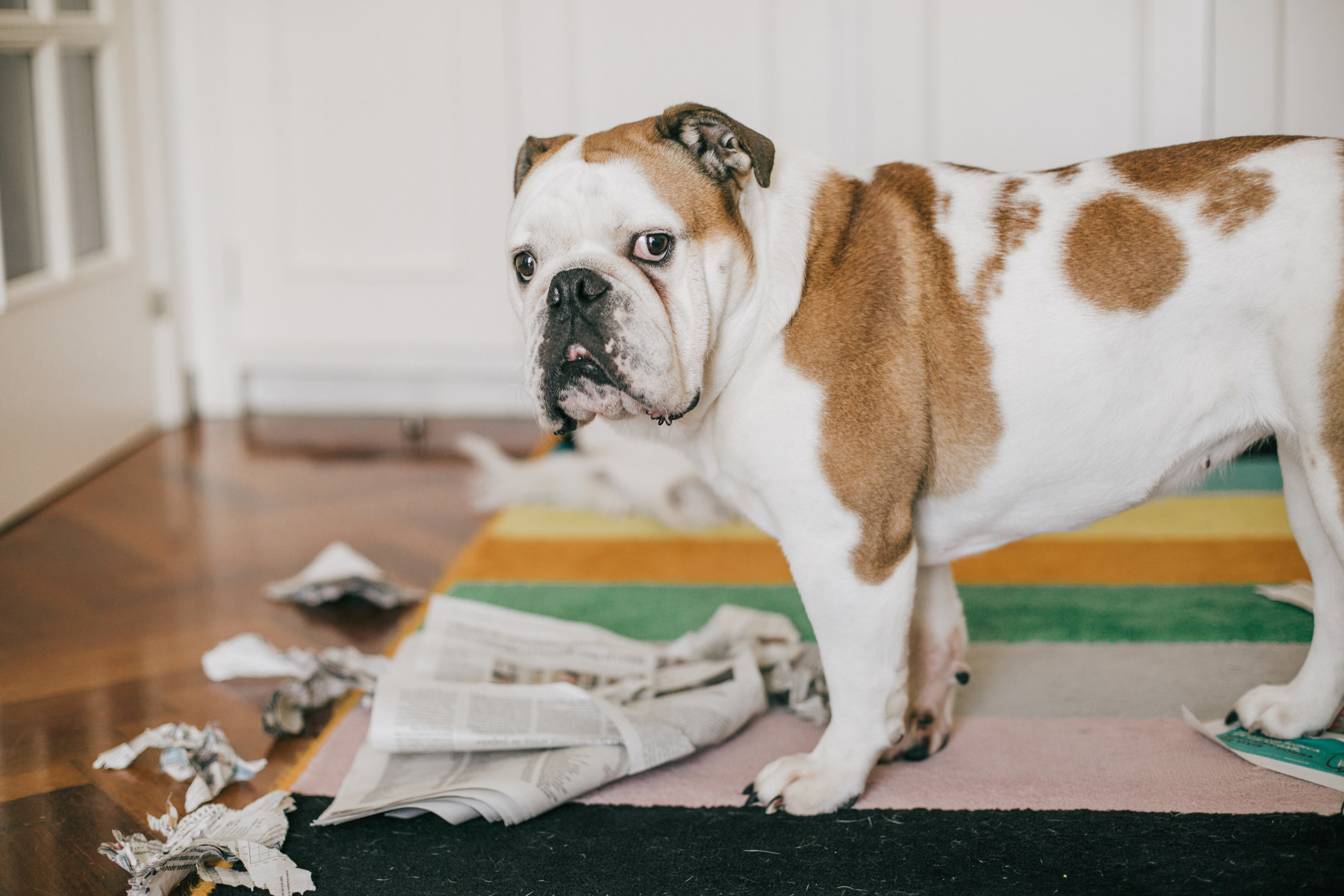 Dog standing in front of some newspaper it bit into while alone at home

bite some newspaper while alone at home