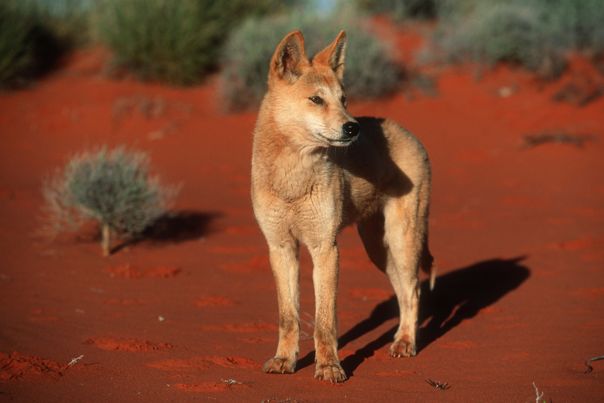 Dingo in the Australian outback
