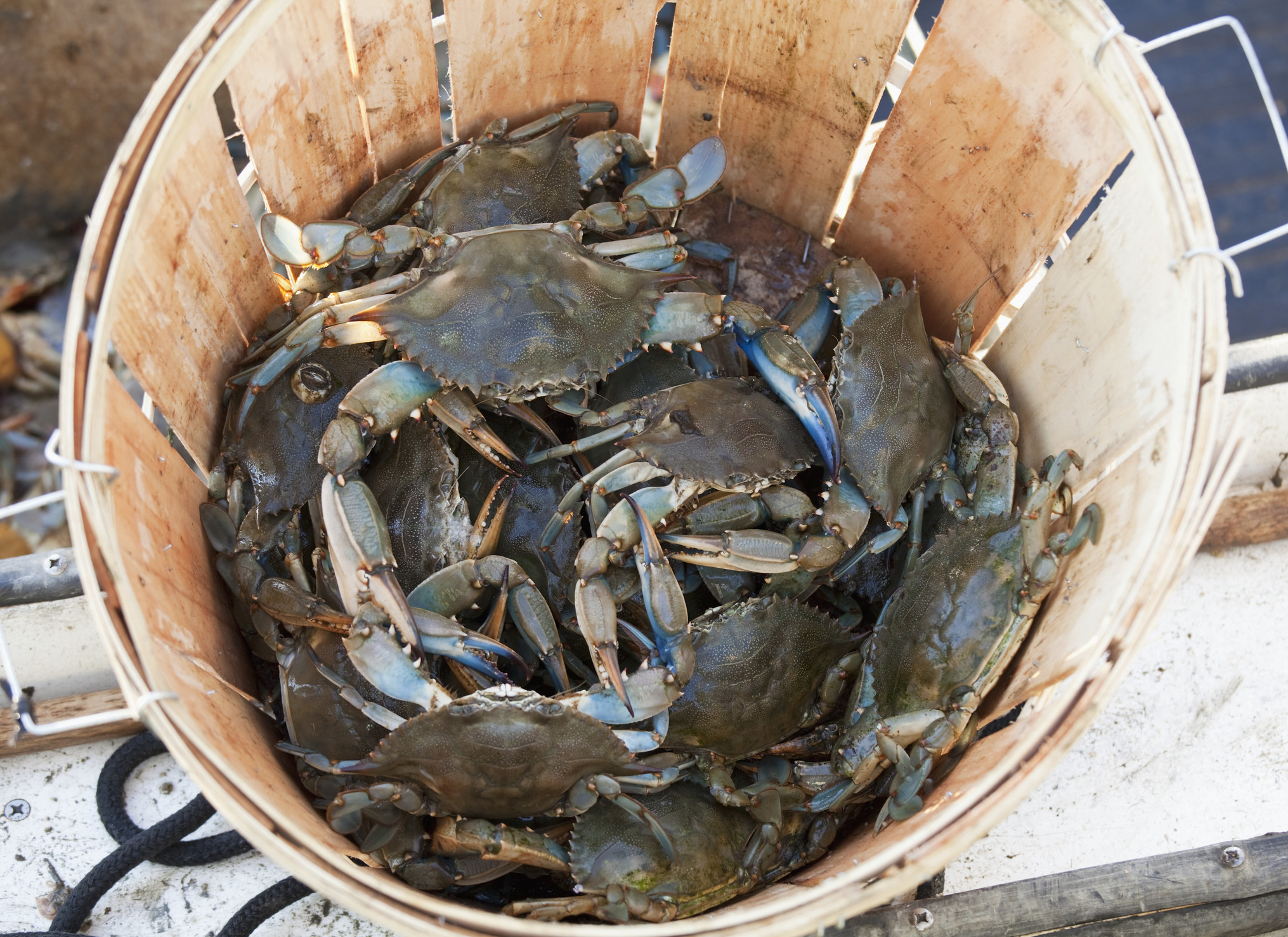 A wooden bucket filled with live crabs