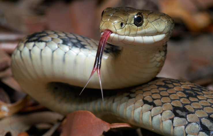 The venomous Australian rough scaled snake with its forked tongue out. 