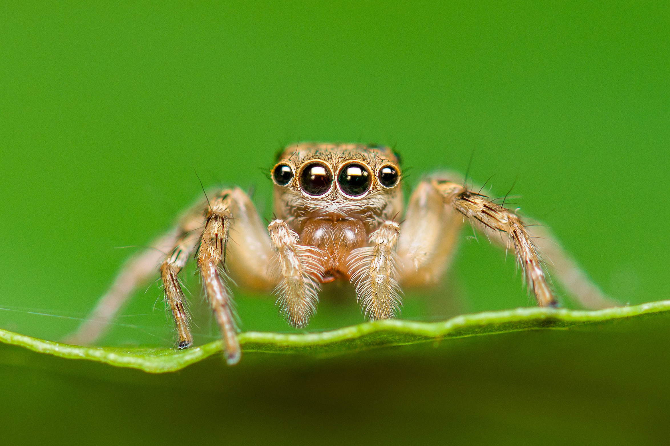 Close up of a jumping spider on a leaf