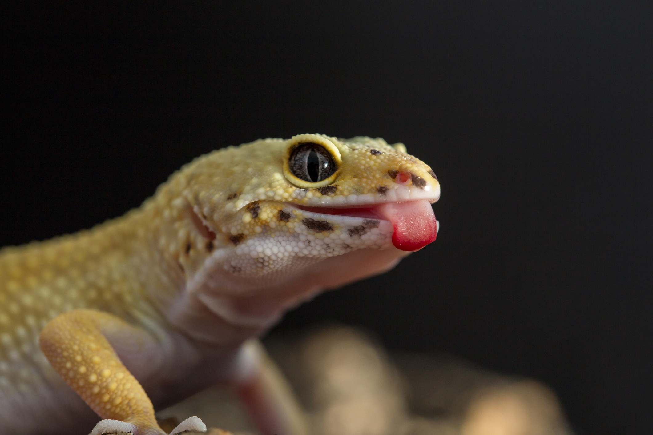 Close up of a leopard gecko sticking out its tongue