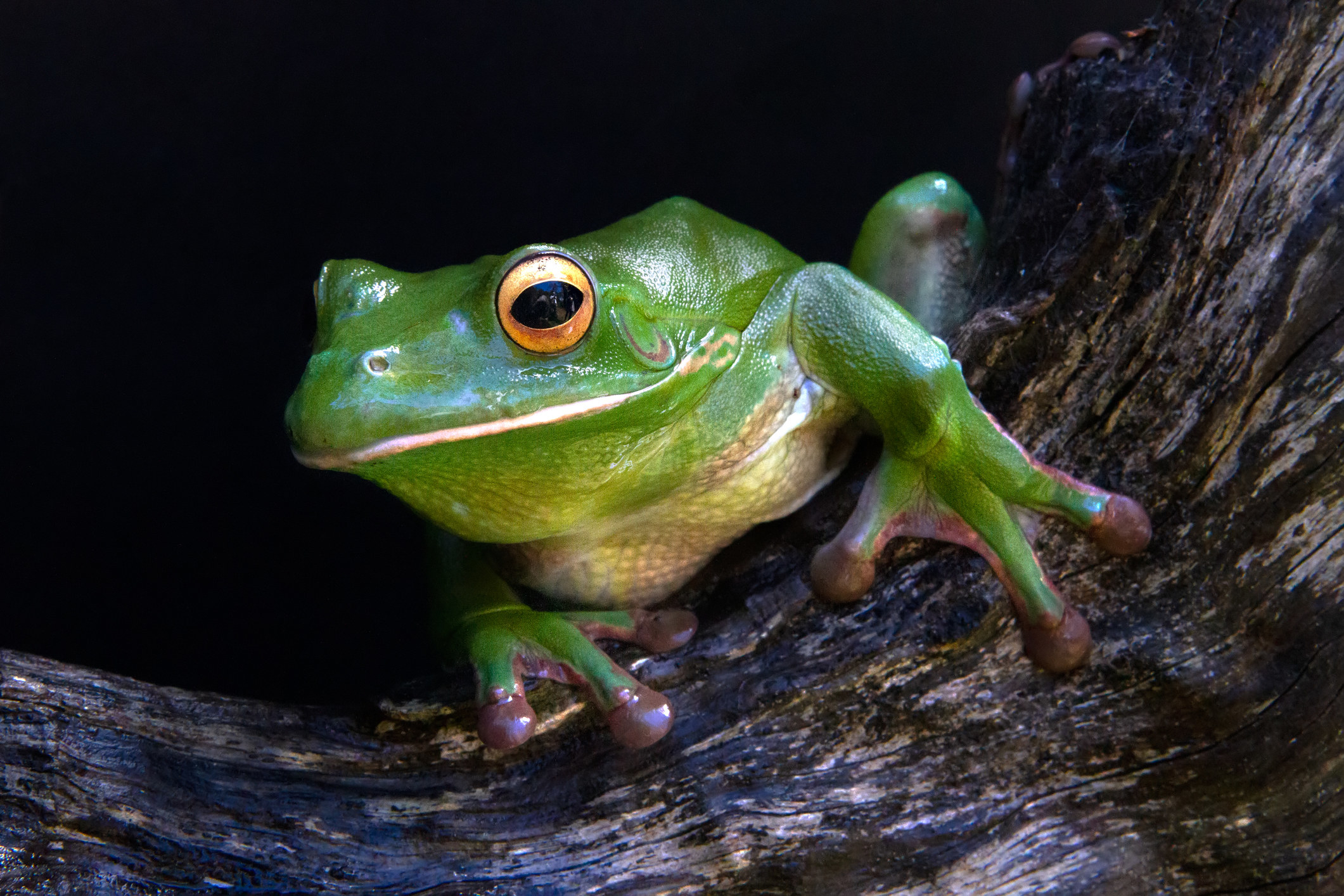 A white lipped tree frog perched in the bow of a piece of wood