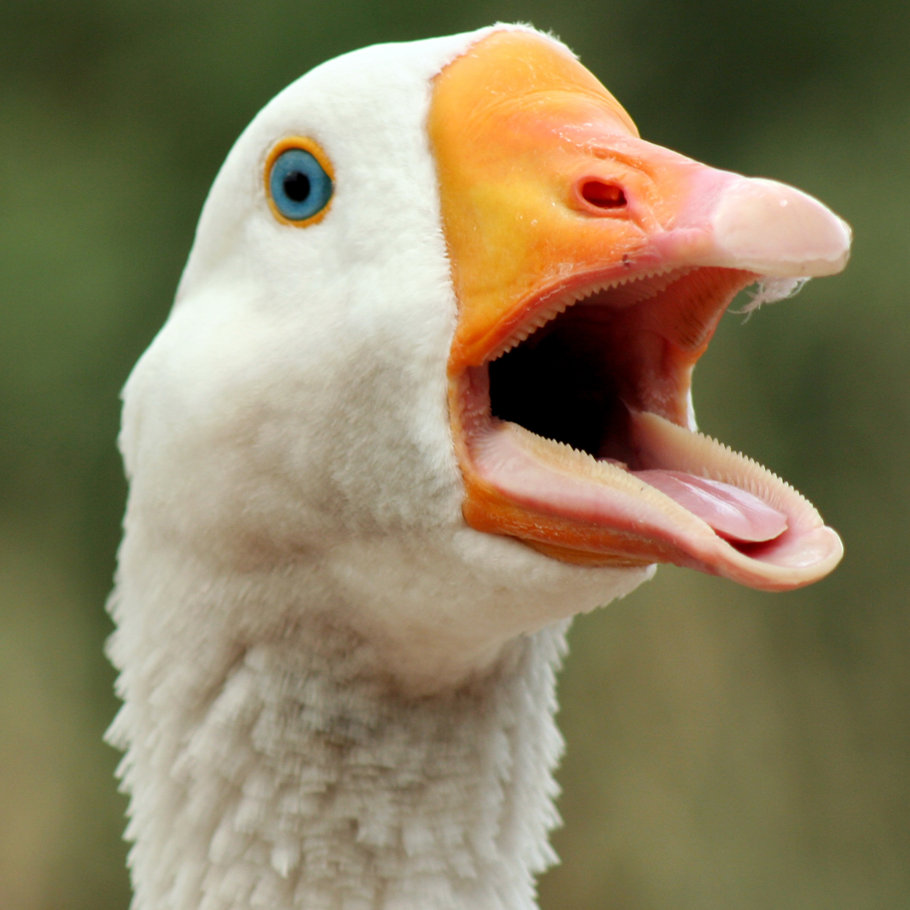 A close up of a white goose with its bill wide open, honking.