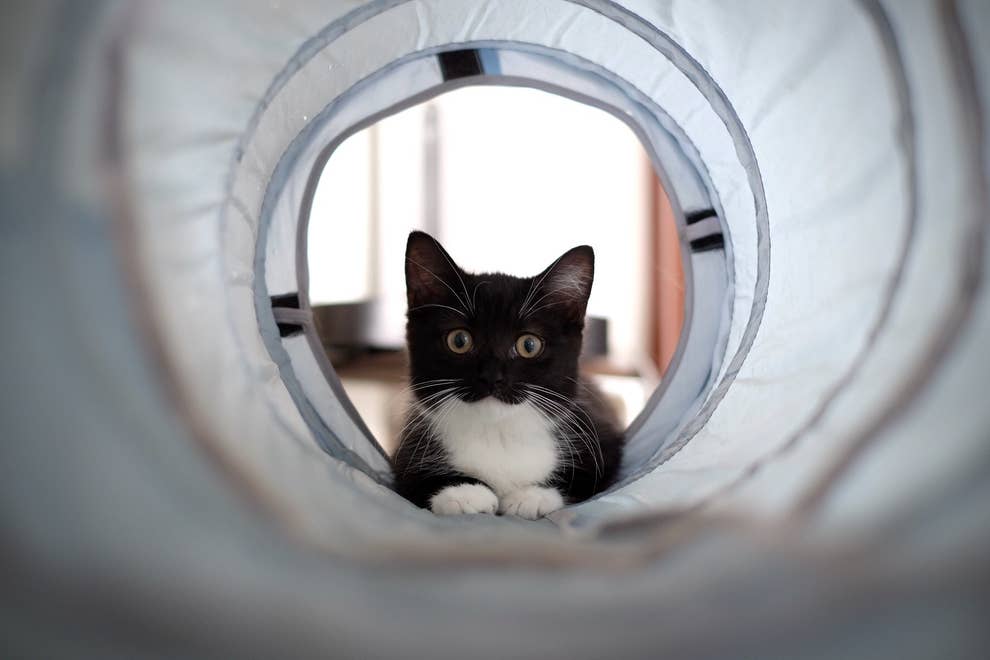 ただの黒猫じゃないにゃん 3 って顔してるネッコがかわいすぎてにゃん死する ただの黒猫じゃないにゃん 3 って顔してるネッコがかわいすぎてにゃん死する