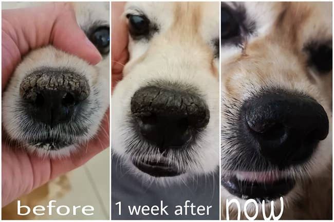 Progression photos showing a reviewer's dog's crusty nose before, one week into treatment, and now