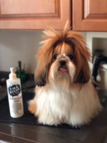 Reviewer's shih tzu sitting next to a bottle and looking nicely groomed