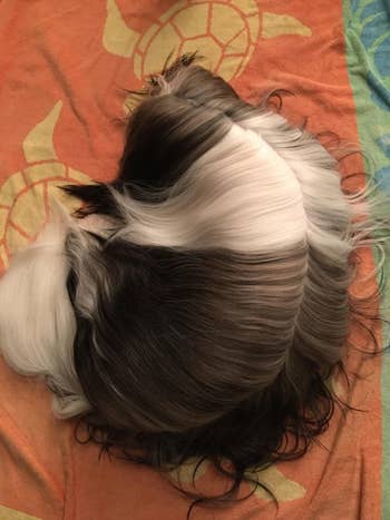 Top down shot of another reviewer's dog with fur that looks super silky thanks to the conditioner