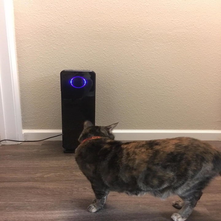 reviewer image of a cat inspecting the Germ Guardian air purifier