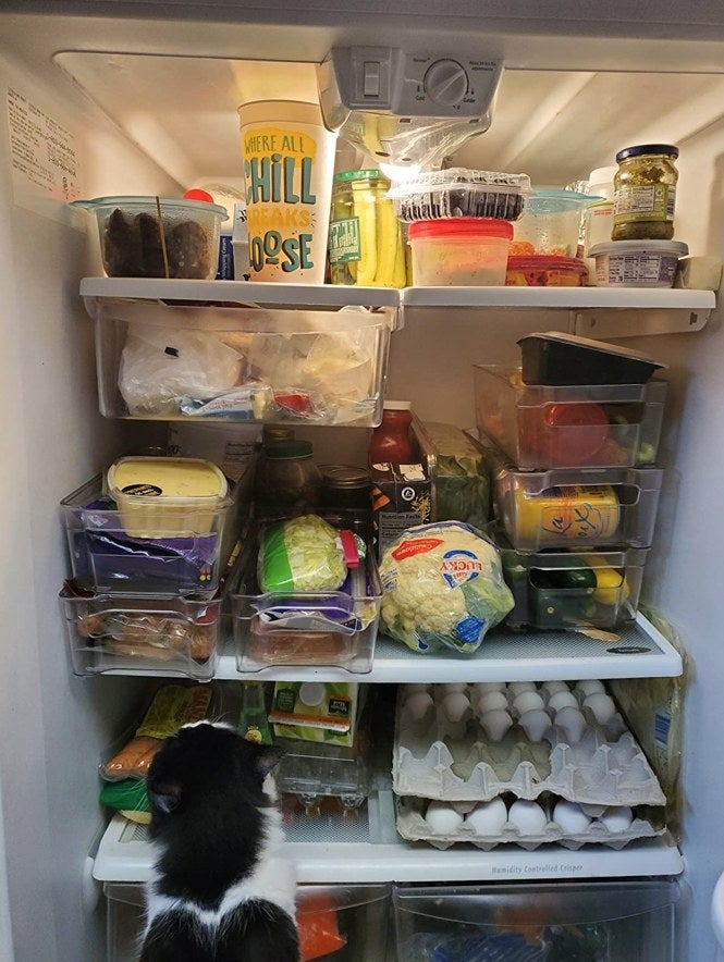 A cat looking at the clear containers in the fridge 