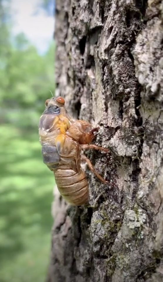 Close-up of a body of a cicada