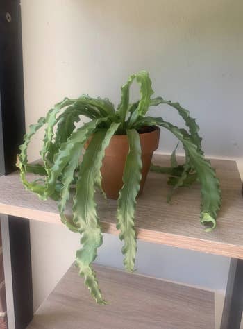 before image of reviewer's fern plant looking droopy