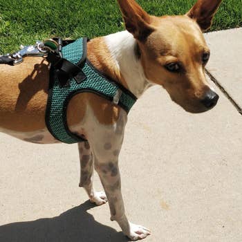 Dog wearing the harness in blue-green