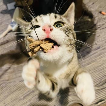 Cat biting the toy