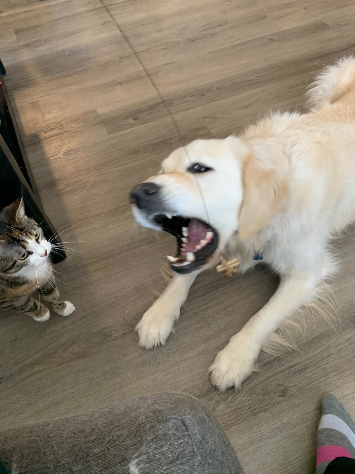 Toys for cats and dogs to play together sales