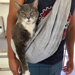 Reviewer wearing a gray sling with a gray and white cat in it