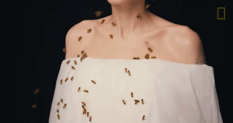 Angelina Jolie Got Covered In Bees For World Bee Day Angelina Jolie Got Covered In Bees For World Bee Day
