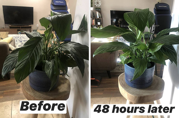 30 Helpful Tricks To Actually Keep Your Plants Alive