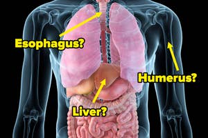 A 3D rendering of the human body