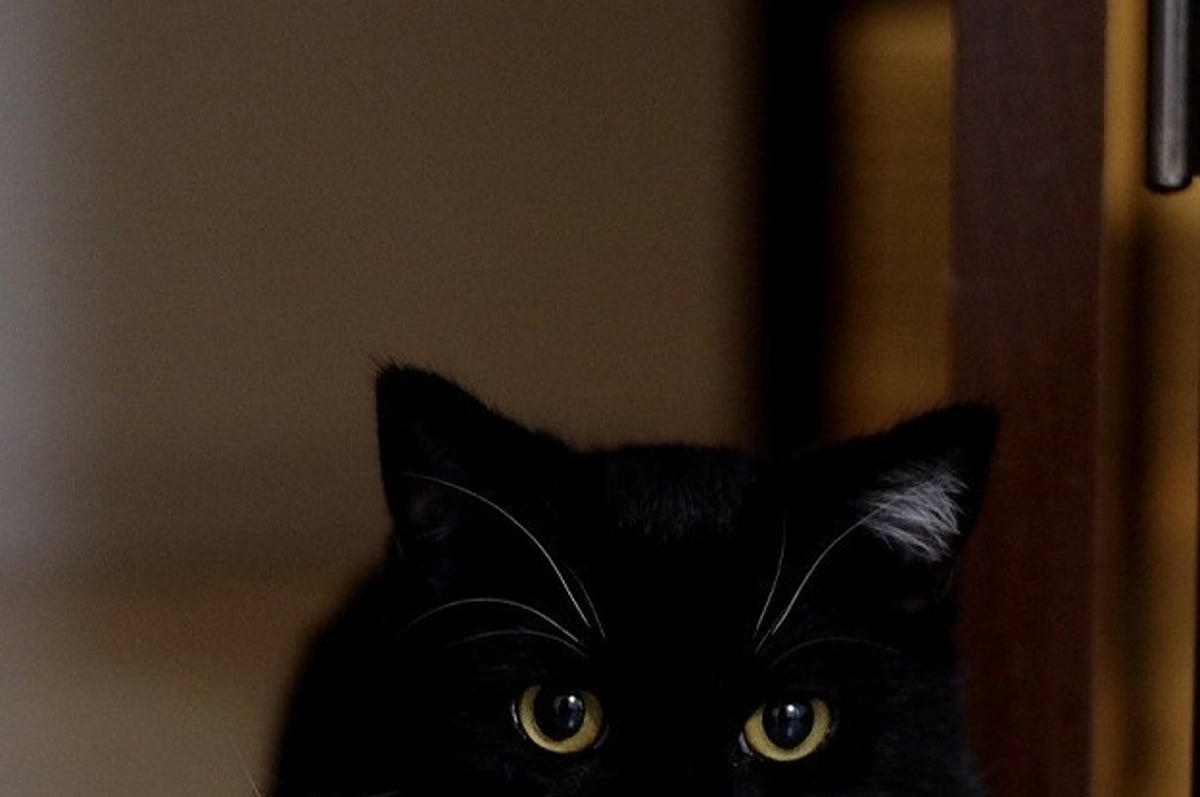 ただの黒猫じゃないにゃん 3 って顔してるネッコがかわいすぎてにゃん死する